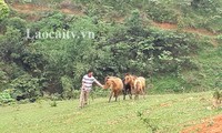 Dao ethnic people in Lao Cai escape poverty thanks to agricultural projects