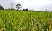 Mekong delta harvests record high rice yield