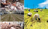 Agricultural sector urged to ensure production for domestic consumption, export amid Covid-19 outbre