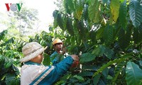 PPP model effective for sustainable coffee production in Dak Lak province