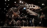 Remains of the day: dinosaur skeleton fetches three million euros