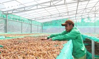 Vietnam’s coffee industry must change to integrate internationally