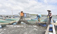 Ba Ria-Vung Tau develops high-tech aquaculture models