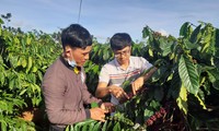 Sustainable farming method helps raise Bahnar ethnic farmers’ coffee to international standards