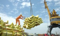 Vietnam asserts its rice brand in demanding import markets