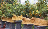 Peach, kumquat tree growers in Hanoi busy ahead of Tet  