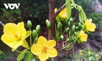 Yellow apricot blossoms in sacred Yen Tu mountain