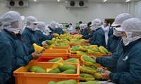 Vietnam seeing strong growth in vegetable, fruit exports