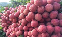 Hai Duong’s fresh lychees exported to Thailand for first time