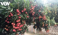 Online portal sells Bac Giang lychees