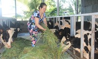 Dairy cow farming proves beneficial in Soc Trang province