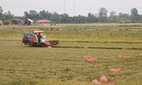 Farmers, enterprises in An Giang province connected for rice sales