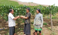 Life improved in Phieng Cai hamlet, Son La province