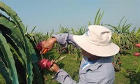 Binh Thuan dragon fruit receives Japan’s PGI