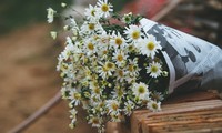 Daisies brighten up Hanoi’s streets