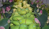 Dong Thap exports first batch of mangoes to Europe in 2022