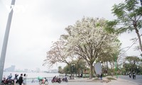 Hanoi streets dazzle as white flowers bloom