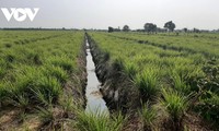 Lemon grass helps farmers in Tien Giang province escape poverty