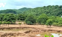 Mangrove forest protection should come from community consciousness, a lesson from Quang Ninh island