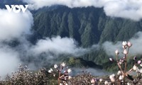 Stunning beauty of violet flowers leading to Ta Chi Nhu peak