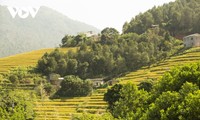 Paragliding over golden rice terrace fields in Northern Vietnam