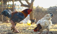 Dong Tao chickens produce strong profits for Hung Yen farmers 