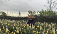 Flower villages busy for Tet holiday