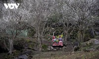 Plum flowers in full bloom in Lao Cai province