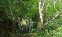 Vietnam works toward sustainable afforestation 