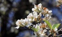 Picturesque Son La during medlar flower season