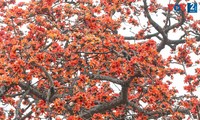 Bombax ceiba in full bloom across Hanoi