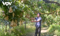 Dong Thap mango festival promotes local specialty 