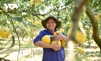 Dien pomelo growers in Hanoi busy harvesting ahead of Tet