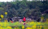 Le printemps s'empare des champs de fleurs de moutarde