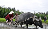 A Hôi An: Des touristes se metttent dans la peau de paysans vietnamiens