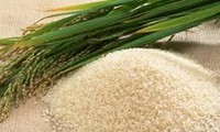 Riz: Le Vietnam en a déjà exporté près de 4 millions de tonnes