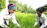 La nouvelle ruralité à Thai Nguyen   