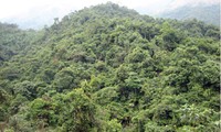 Protection et développement des forêts du Vietnam entre 2011 et 2020