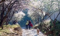 Moc Chau, le paradis des photographes