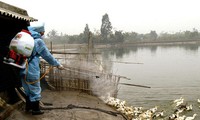 Aucun cas de grippe A H7N9 n’a été découvert au Vietnam. 