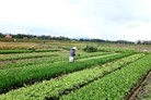 L’efficacité de la coopération quadripartite à Quang Yên