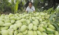 Agriculture bio: 6 ans après la mise en application des normes VietGap