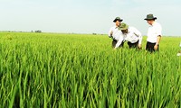 Le hameau de Thầy Ký à l’heure de la nouvelle ruralité