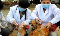 Le Vietnam est prêt à affronter la grippe A H7N9