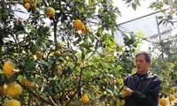 Lê Duc Giap, celui qui crée un arbre original à 5 fruits pour le Têt