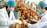 Intensifier la lutte contre la grippe aviaire H7N9