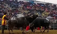 Coup d’envoi de la première fête de combat des buffle à Hanoi