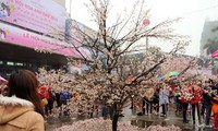 Ouverture de la fête des fleurs de cerisier à Hanoï