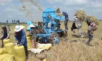 Exportation du riz : Il faut une stratégie à long terme