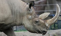 Entreprises vietnamiennes : non à la consommation des cornes de rhinocéros